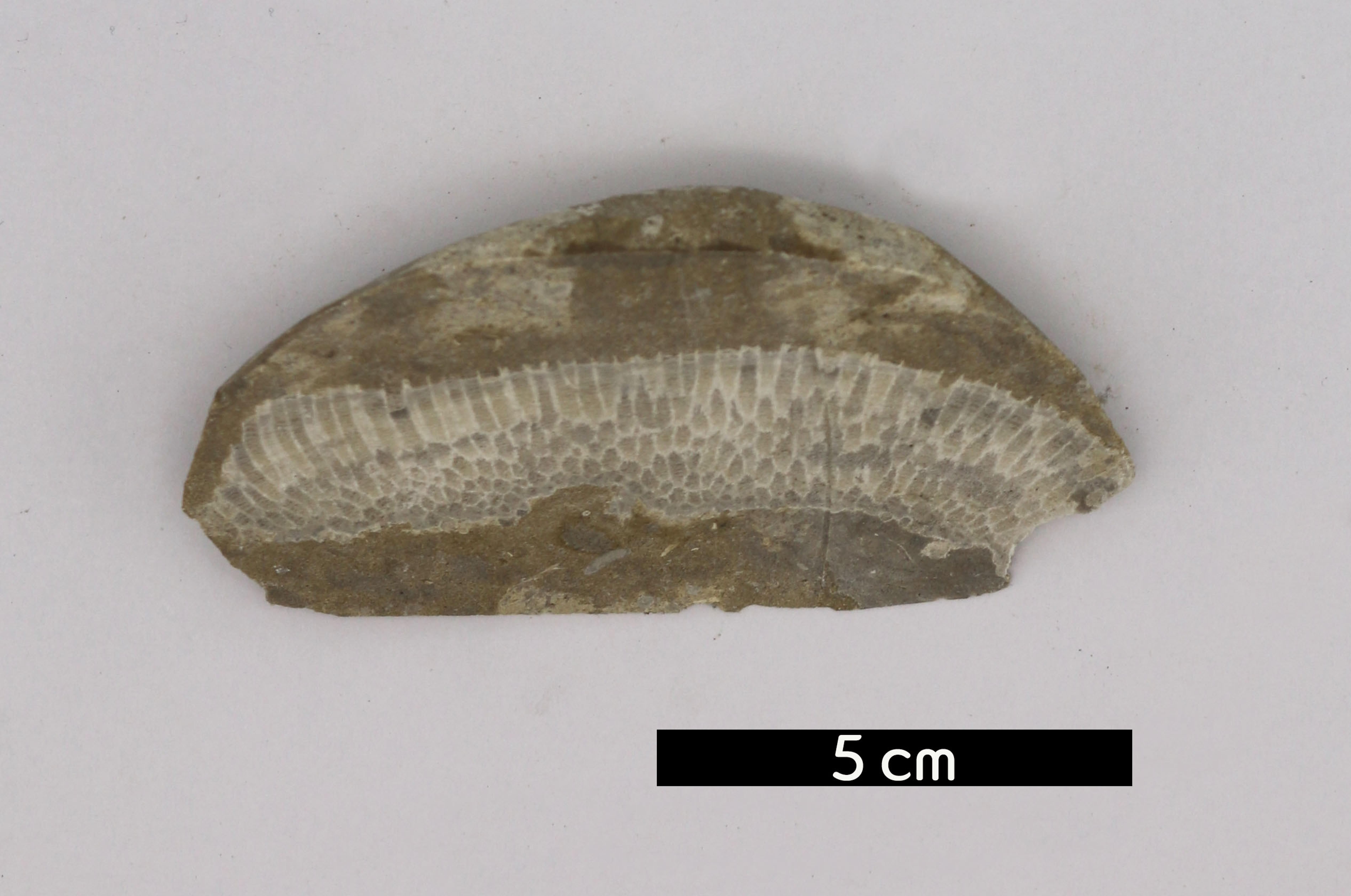 데이터셋 : 화석(판상 산호(Tabulate coral, Agetolitidae)_F-126)